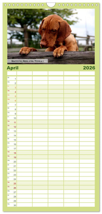 Magyar Vizsla - Zauberhafte Kobolde (CALVENDO Familienplaner 2026)