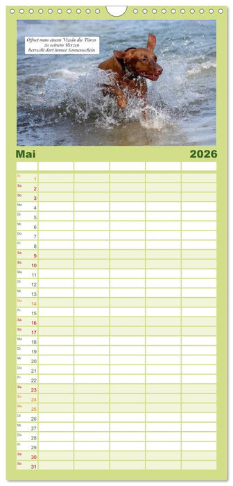 Magyar Vizsla - Zauberhafte Kobolde (CALVENDO Familienplaner 2026)