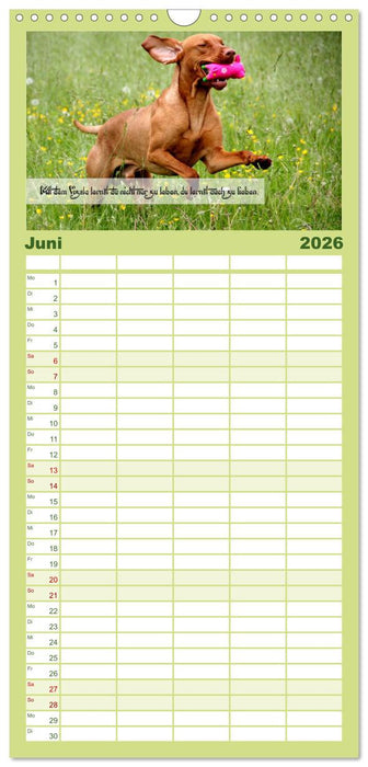 Magyar Vizsla - Zauberhafte Kobolde (CALVENDO Familienplaner 2026)