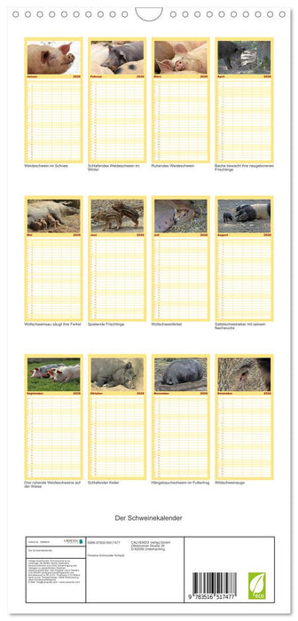 Der Schweinekalender (CALVENDO Familienplaner 2026)