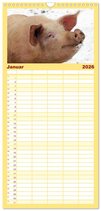 Der Schweinekalender (CALVENDO Familienplaner 2026)