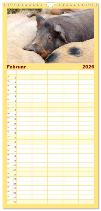 Der Schweinekalender (CALVENDO Familienplaner 2026)