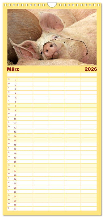 Der Schweinekalender (CALVENDO Familienplaner 2026)