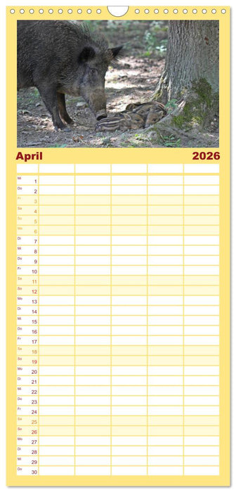 Der Schweinekalender (CALVENDO Familienplaner 2026)