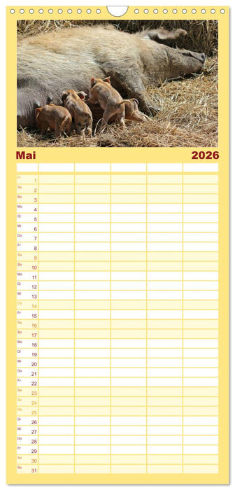 Der Schweinekalender (CALVENDO Familienplaner 2026)
