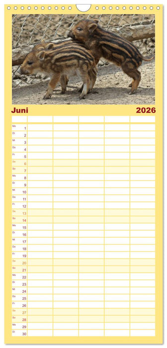 Der Schweinekalender (CALVENDO Familienplaner 2026)