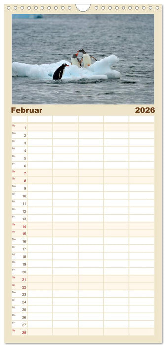 Im Reich der Pinguine (CALVENDO Familienplaner 2026)