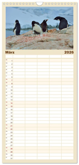 Im Reich der Pinguine (CALVENDO Familienplaner 2026)