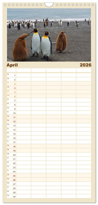 Im Reich der Pinguine (CALVENDO Familienplaner 2026)