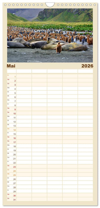 Im Reich der Pinguine (CALVENDO Familienplaner 2026)