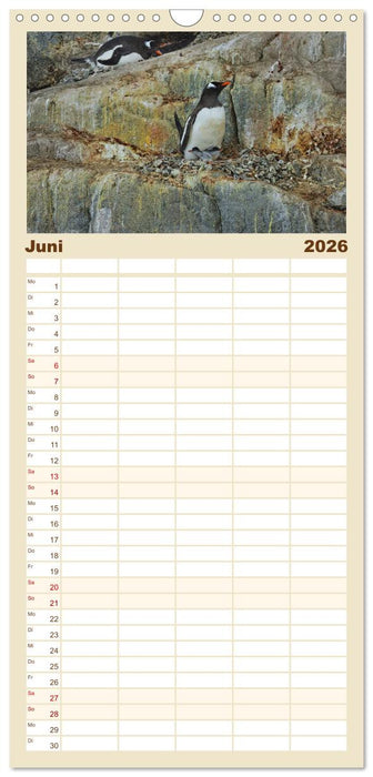 Im Reich der Pinguine (CALVENDO Familienplaner 2026)