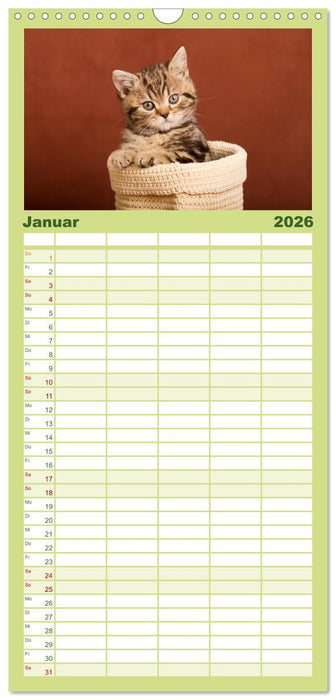 Tierkinder klein und süß (CALVENDO Familienplaner 2026)