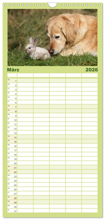 Tierkinder klein und süß (CALVENDO Familienplaner 2026)