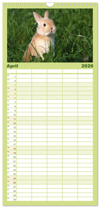 Tierkinder klein und süß (CALVENDO Familienplaner 2026)