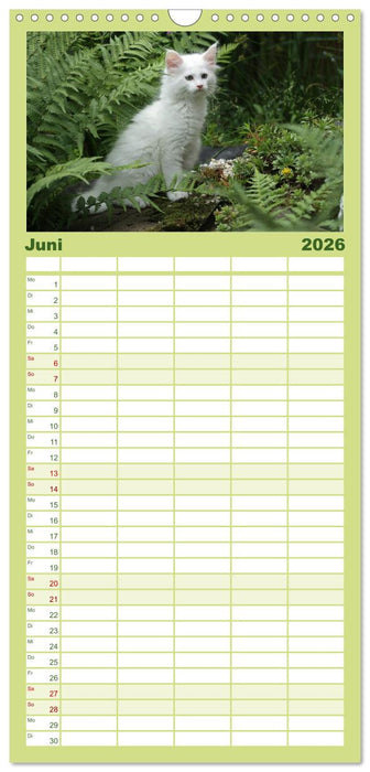 Tierkinder klein und süß (CALVENDO Familienplaner 2026)