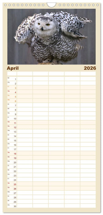 Eulen. Gefiederte Weisheit (CALVENDO Familienplaner 2026)