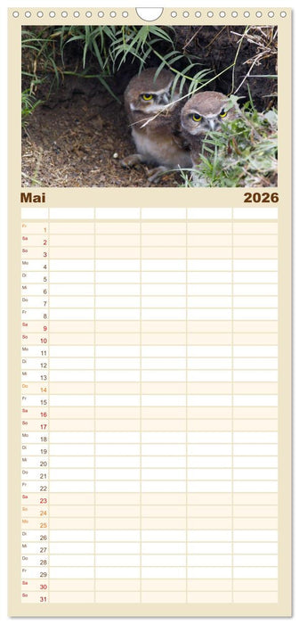 Eulen. Gefiederte Weisheit (CALVENDO Familienplaner 2026)