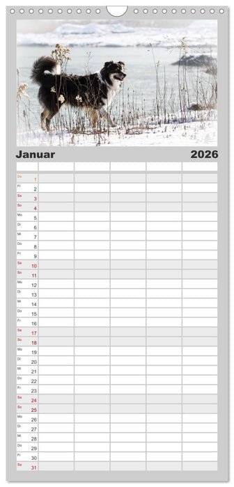 Australian Shepherd - Traum auf vier Pfoten (CALVENDO Familienplaner 2026)