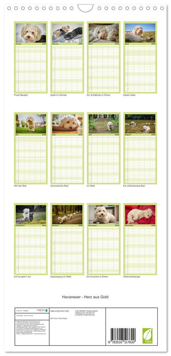 Havaneser - Herz aus Gold (CALVENDO Familienplaner 2026)