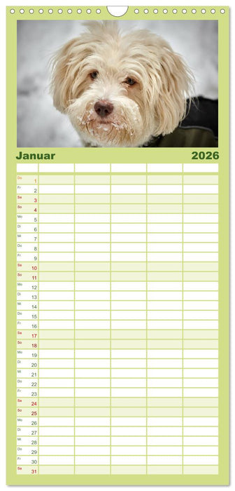 Havaneser - Herz aus Gold (CALVENDO Familienplaner 2026)