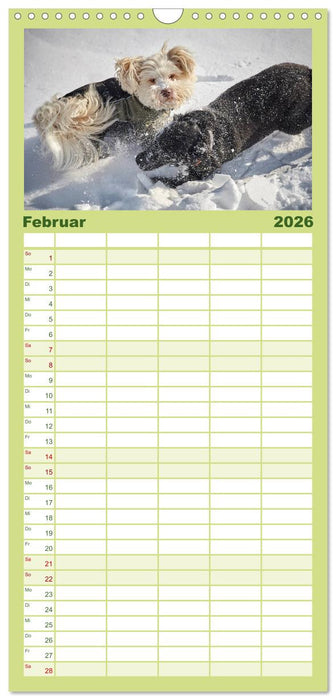 Havaneser - Herz aus Gold (CALVENDO Familienplaner 2026)