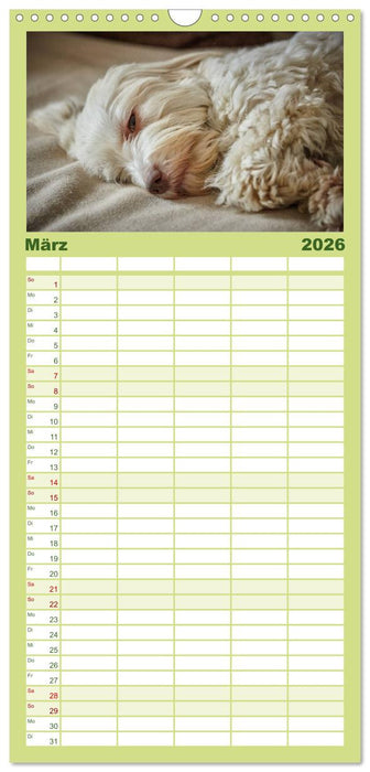 Havaneser - Herz aus Gold (CALVENDO Familienplaner 2026)