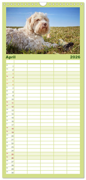 Havaneser - Herz aus Gold (CALVENDO Familienplaner 2026)