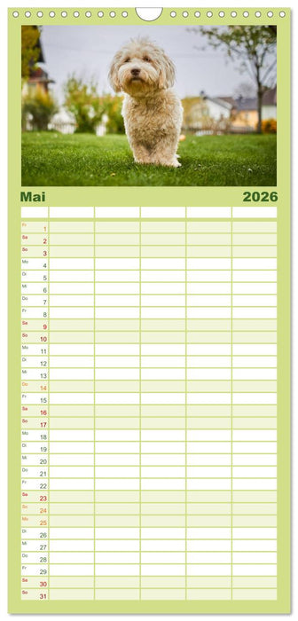 Havaneser - Herz aus Gold (CALVENDO Familienplaner 2026)