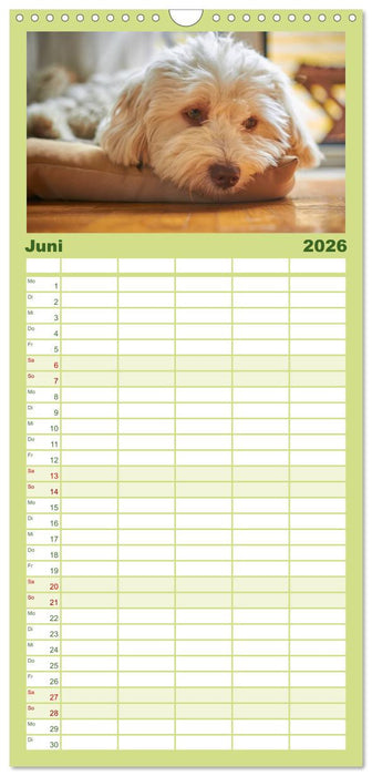 Havaneser - Herz aus Gold (CALVENDO Familienplaner 2026)