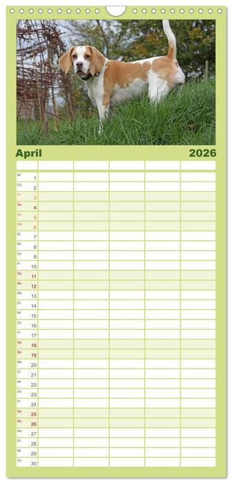 DER BEAGLEige TERMINPLANER (CALVENDO Familienplaner 2026)