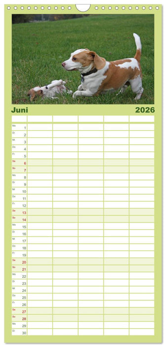 DER BEAGLEige TERMINPLANER (CALVENDO Familienplaner 2026)