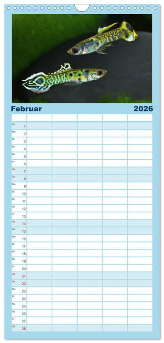 Beliebte Fische der Welt (CALVENDO Familienplaner 2026)