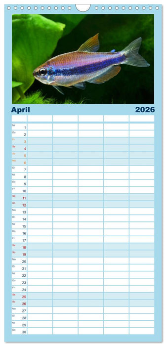 Beliebte Fische der Welt (CALVENDO Familienplaner 2026)