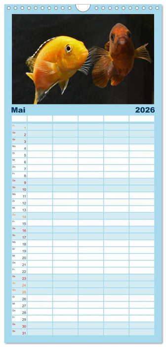 Beliebte Fische der Welt (CALVENDO Familienplaner 2026)