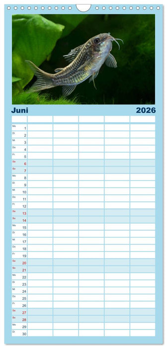 Beliebte Fische der Welt (CALVENDO Familienplaner 2026)