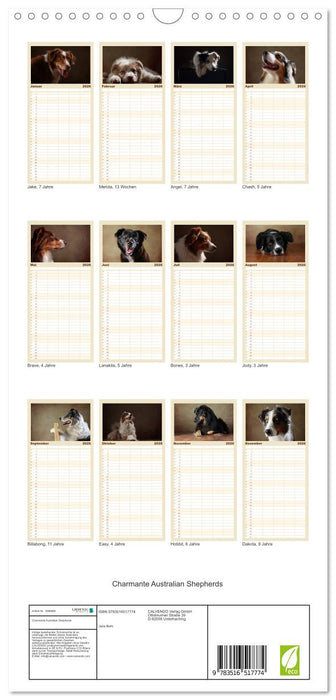 Charmante Australian Shepherds (CALVENDO Familienplaner 2026)