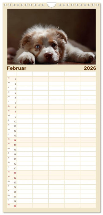 Charmante Australian Shepherds (CALVENDO Familienplaner 2026)