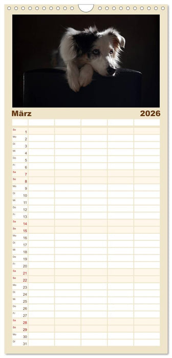 Charmante Australian Shepherds (CALVENDO Familienplaner 2026)