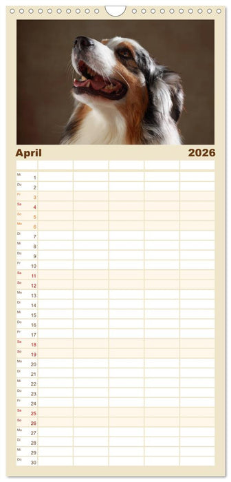 Charmante Australian Shepherds (CALVENDO Familienplaner 2026)