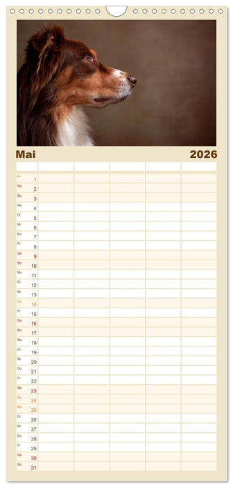 Charmante Australian Shepherds (CALVENDO Familienplaner 2026)