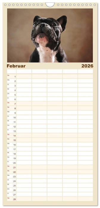 Charme auf vier Pfoten - Französische Bulldoggen Portraits (CALVENDO Familienplaner 2026)