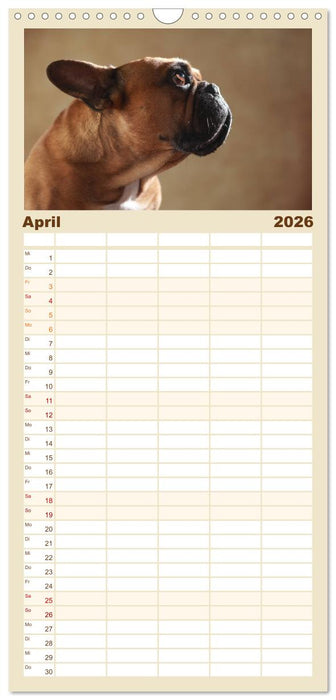 Charme auf vier Pfoten - Französische Bulldoggen Portraits (CALVENDO Familienplaner 2026)