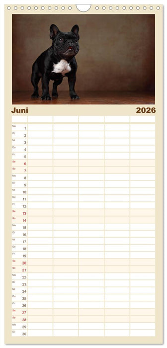 Charme auf vier Pfoten - Französische Bulldoggen Portraits (CALVENDO Familienplaner 2026)