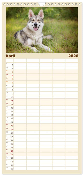 Wolfshunde 2026 (CALVENDO Familienplaner 2026)