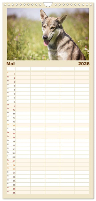 Wolfshunde 2026 (CALVENDO Familienplaner 2026)