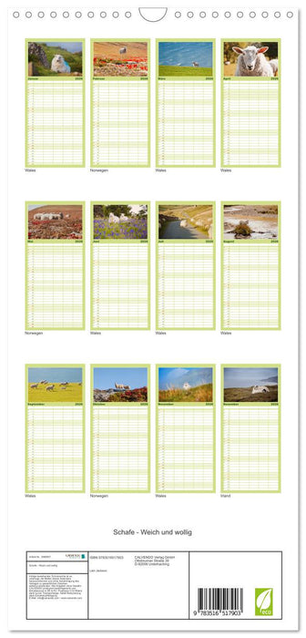 Schafe - Weich und wollig (CALVENDO Familienplaner 2026)