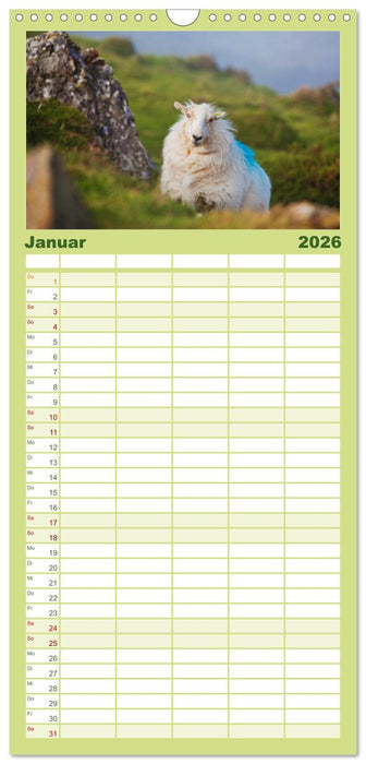 Schafe - Weich und wollig (CALVENDO Familienplaner 2026)