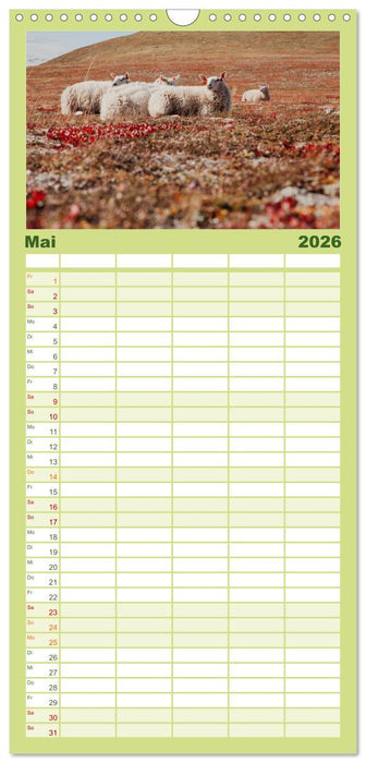 Schafe - Weich und wollig (CALVENDO Familienplaner 2026)