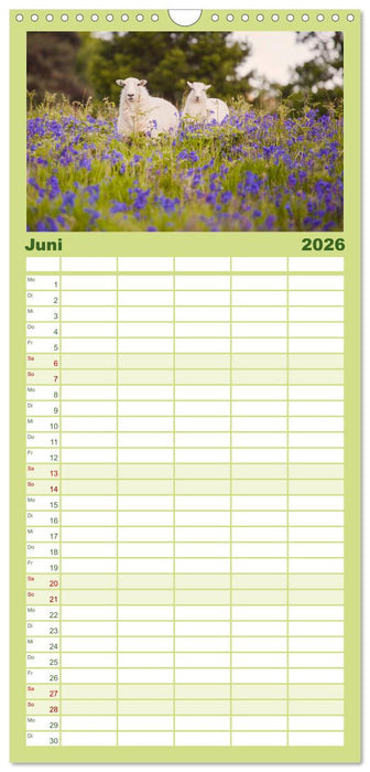 Schafe - Weich und wollig (CALVENDO Familienplaner 2026)