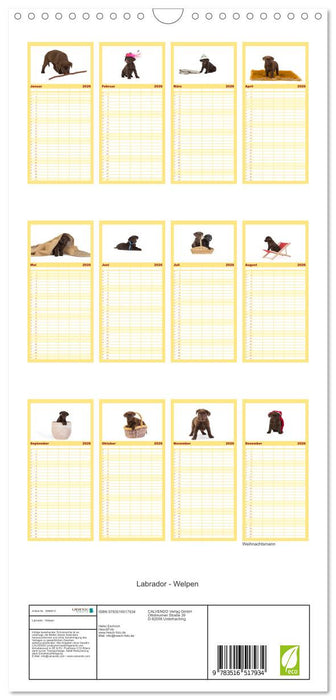 Labrador - Welpen (CALVENDO Familienplaner 2026)
